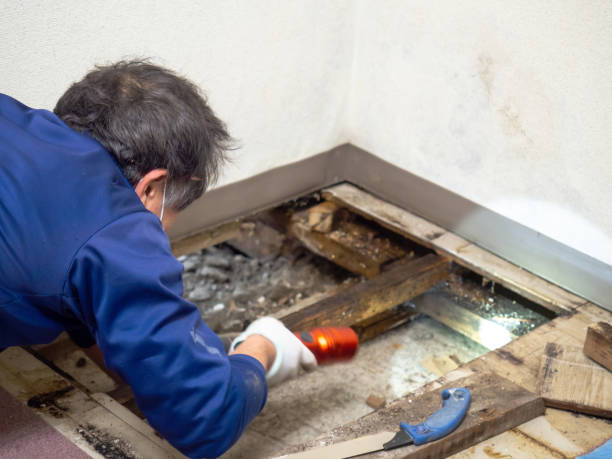 Best Mold Removal and Inspection  in Indian Hills, KY