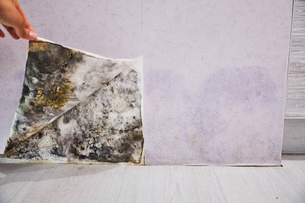 Best Attic Mold Removal  in Indian Hills, KY